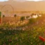 Coachella announces 2026 lineup featuring Anyma, Disclosure, Kaskade, The xx, Nine Inch Noize, REZZ and more